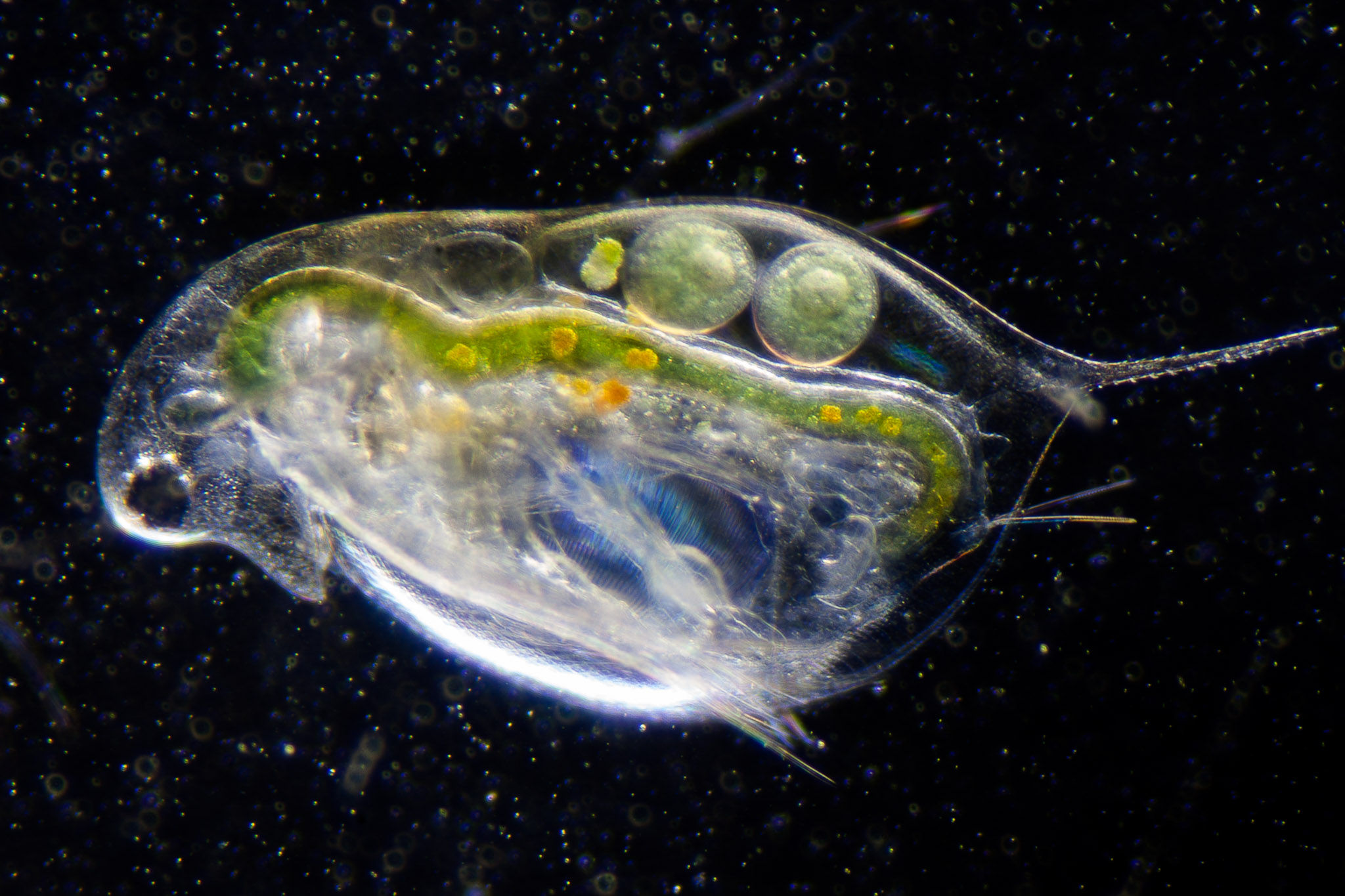 Какой тип кровеносной системы характерен для дафнии. Личинка дафнии. Daphnia longispina. Дафнии и циклопы. Панцирь дафний.