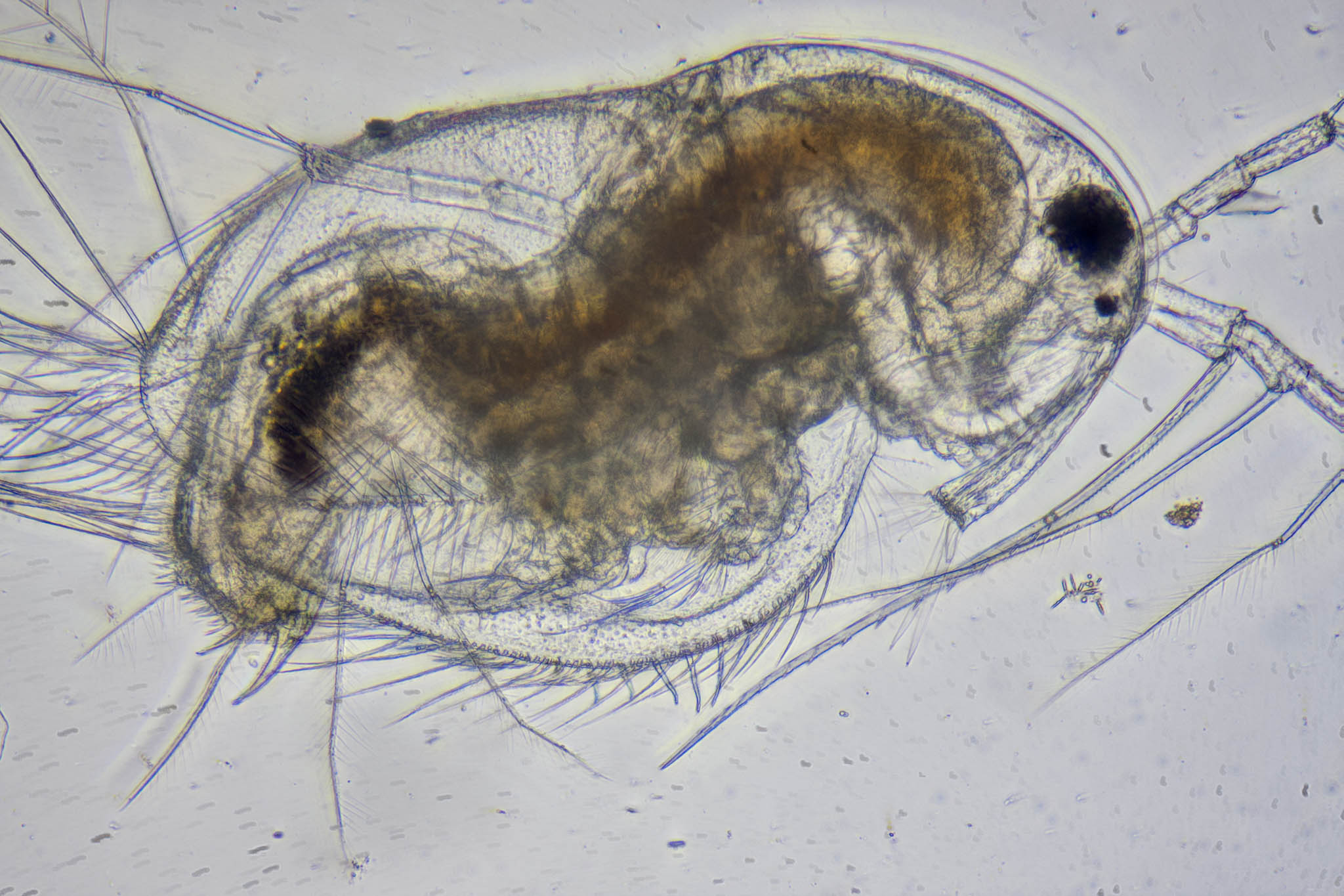 Diaphanosoma brachyurum (průsvitka vznášivá) | BioLib.cz
