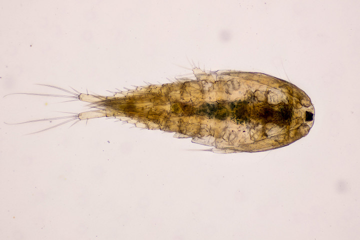 Possibly Macrocyclops albidus